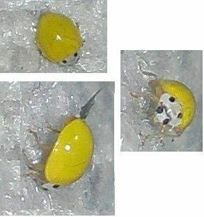 この虫ってなんて名前かわかりますか 黄色いてんとう虫みたいな感 Yahoo 知恵袋