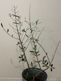 オリーブの葉・枝⭐︎挿木⭐︎実は要相談