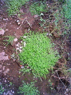 庭に変な植物がたくさん生えてきました この植物はなんなのでしょうか Yahoo 知恵袋