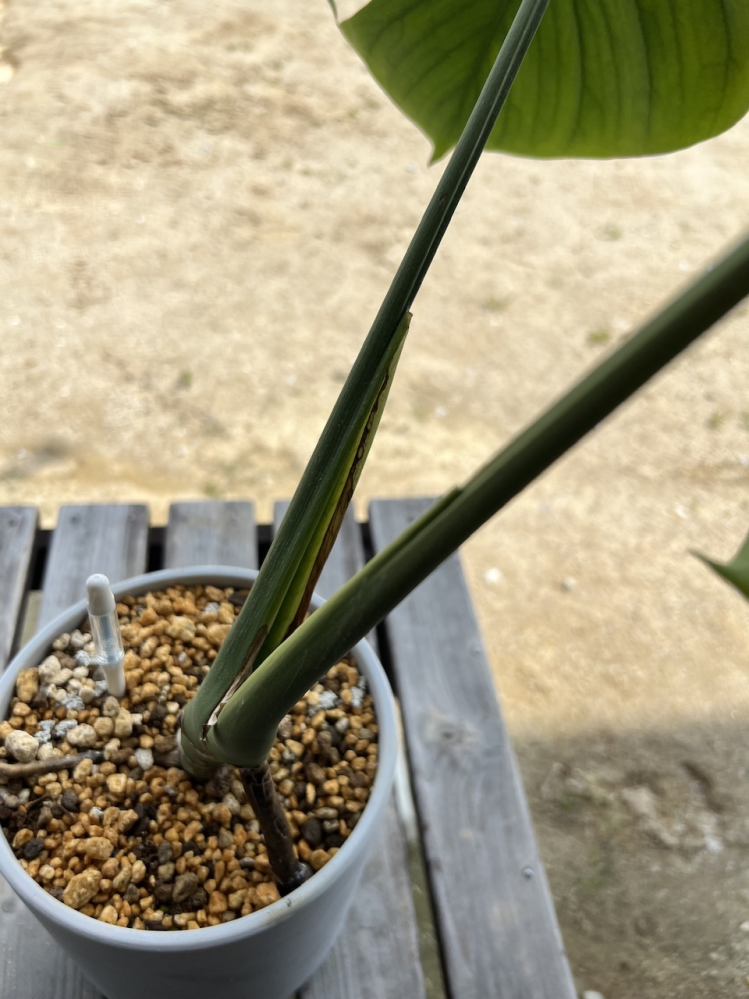 モンステラの新芽がまだ出ません。株はまだ若いようです。半年前に買っ