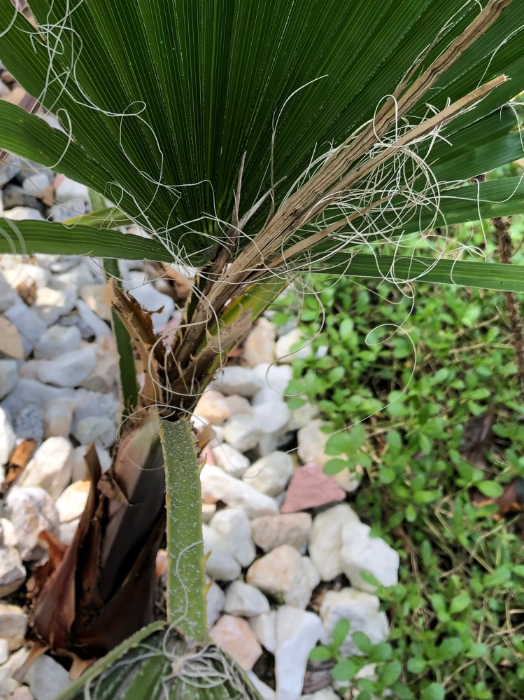 冬越しの間に、ワシントンヤシモドキの新芽だけ枯れてすっぽり抜けて
