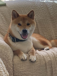 柴犬はしばいぬ？しばけん？どっちで呼びますか？ - Yahoo!知恵袋