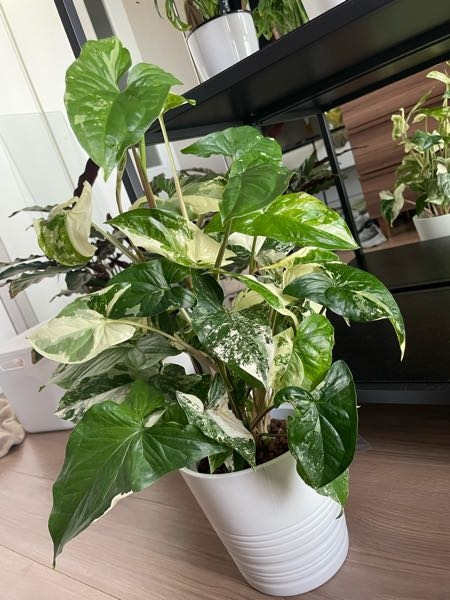 我が家のシンゴニウムフレンチマーブルなのですが、夏だと言うのに