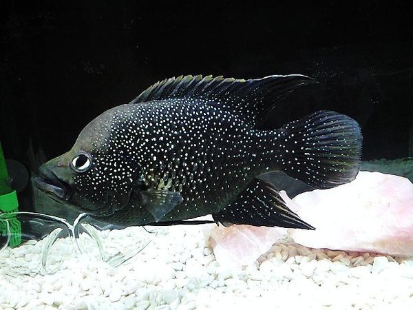 パラティラピアボレニーという魚を3年前に買いました今では20CM位に 