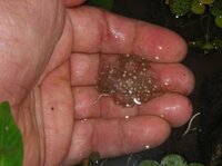 自宅池で正体不明物体発見 透明なゼラチン状の塊の中に粒々有り これって何の卵 Yahoo 知恵袋