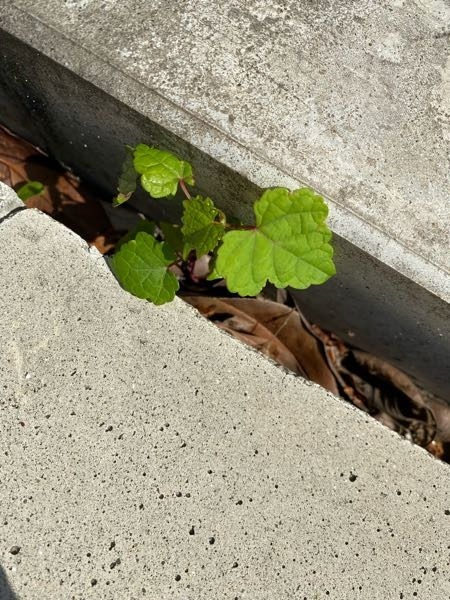 スミレ　葉っぱのみ　ツマグロヒョウモン　幼虫　餌 400g スミレ 葉っぱのみ 400g ツマグロヒョウモン 幼虫 餌