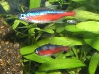 ネオンテトラの背びれに 白い斑点のようなもの ネオン病や穴あき病などを疑ったが Yahoo 知恵袋