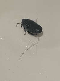 自宅の風呂場にいたゴキブリっぽい虫なんですが、正体わかりますか？ - 教えて！住まいの先生 - Yahoo!不動産