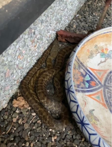 このヘビはアオダイショウでしょうか？ 玄関先に出没しましたが、放置で大丈夫でしょうか？