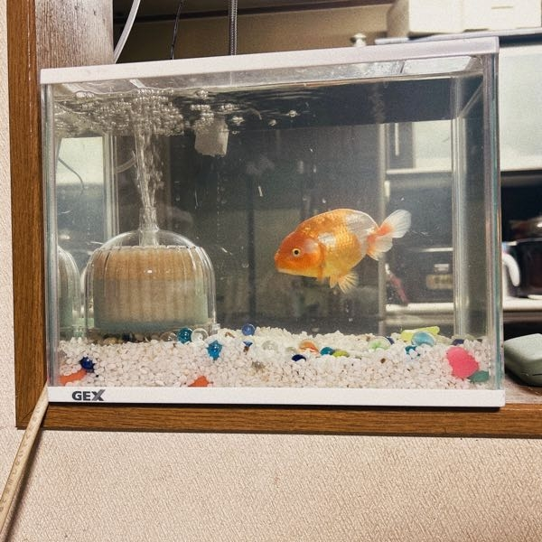 終了】らんちゅう水槽