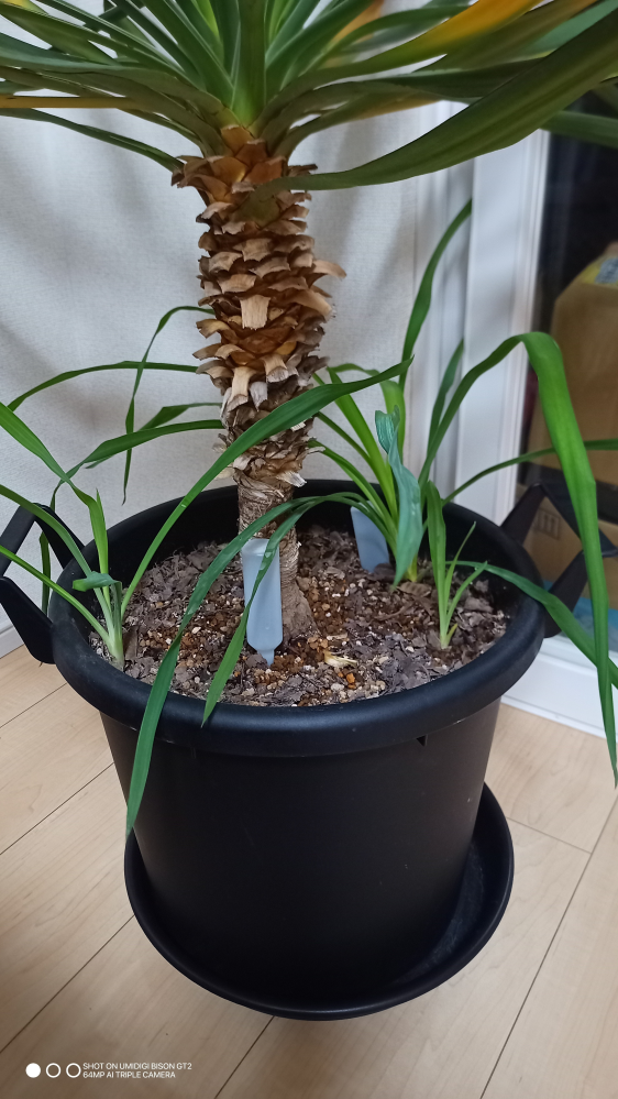 ユッカの新芽が出てきました。このあとはどうしたらいいのでしょう