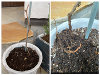 鉢植えのブーゲンビリアですが写真のように茎だけで葉が