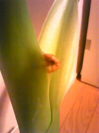 メネデール希釈水を使ったら 黄色く変色してしまいました ４つの容器に Yahoo 知恵袋