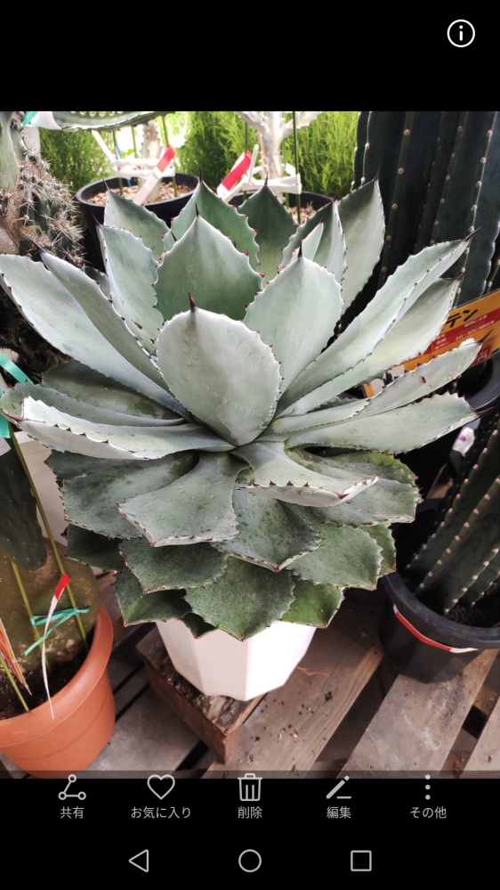 アガベパリーのトランカータと吉祥天の違いってなんでしょうか