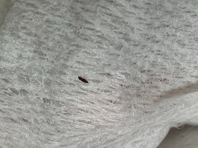 この虫が木製の額縁についていたのですがなんという虫でしょうか