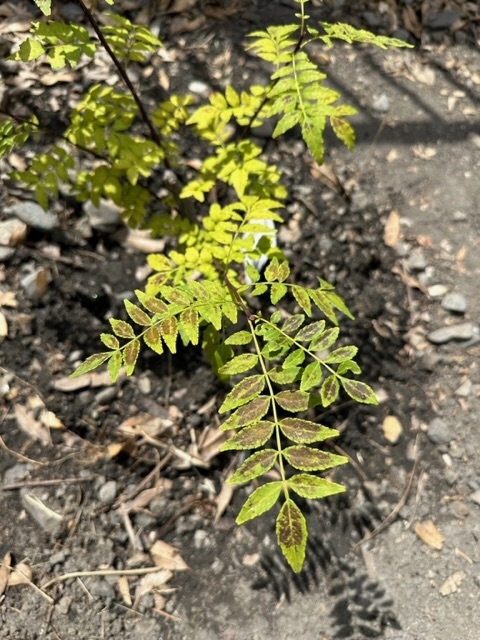 朝倉山椒の苗木を植えて３週間たちます。 葉が黒くなってきているのは病気か何かでしょうか？ 詳しい方、ご存知の方おられませんか？