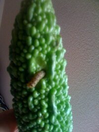 ゴーヤに青虫 対策は 毎年 緑のカーテンとしてゴーヤを育ててい Yahoo 知恵袋