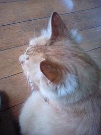 飼っている猫の耳の後ろに白い毛が生えてきたのですが 2歳の雌猫ちゃんです Yahoo 知恵袋