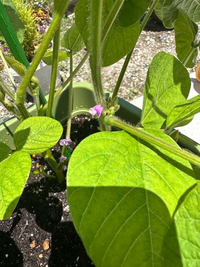 質問です！枝豆をそだててます。花はいっぱい咲くのに全然実に