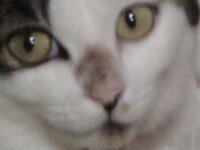 下の写真のように猫の鼻が真っ黒になってしまっています 家で治療する方法を教えて Yahoo 知恵袋
