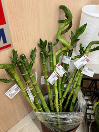 3番：葉っぱ 120円→100円