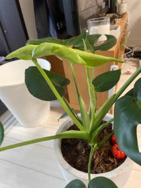 モンステラの新芽が2つ出てるのですが、1つがこの状態から数日進まず