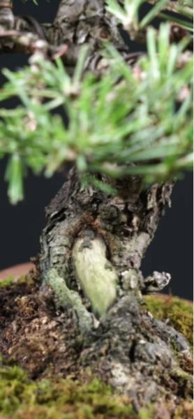 樹齢約30年の黒松盆栽を頂きました。幹肌が荒れていて鱗のような状態