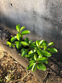 突然生えてきたこの木(草)はなんでしょうか？ - クロガネモチの幼木