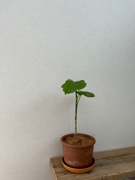 ウンベラータの枝の下の方から新芽はでるのでしょうか？見た目が