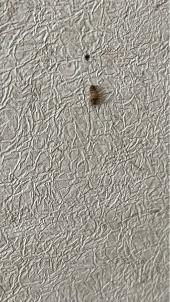 この幼虫はなんですか？部屋の壁ですごく小さく動いていました