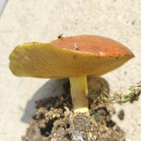 家の庭にきのこが生えています傘が茶色く、裏面は黄色、割ると粗めのスポンジみたい... - Yahoo!知恵袋