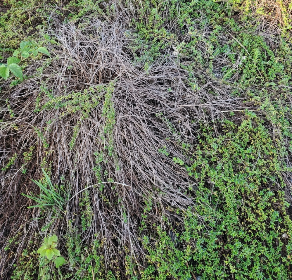 クリーピング・タイムについて教えてください。 雑草防止のために、クリーピング・タイムを植えました。 とても順調に育っていましたが、夏の終わり頃から根の部分が枯れてきてしまいました。 このままではすべて枯れてしまいそうなので、お手入れの方法を教えて頂けますでしょうか？ どなたか、宜しくお願い致します。