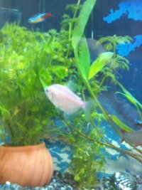 この真ん中のピンク色熱帯魚の名前はなんでしょうか カラーブッラクテトラの Yahoo 知恵袋