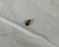 この虫はなんという虫ですか？ゴキブリじゃないですよね....... 