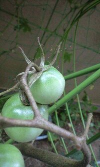 家庭菜園初心者です トマトが成長し食べごろになった最近に写真のような Yahoo 知恵袋