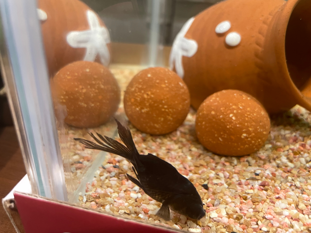 金魚の飼育に関しての質問になりますが、どなたかご回答を宜しくお願いします。 画像のように黒の出目金さまの徐々に尾ヒレが割れてしまいました。 病気でしょうか？怪我でしょうか？ 70センチほどの水槽で出目金3匹が暮らしており、あとは小さなエビが数匹おります。 プラスチック製の水草を置きすぎて来たように感じましたので撤去しました。 水流は弱めになっております。 よろしくお願いします。
