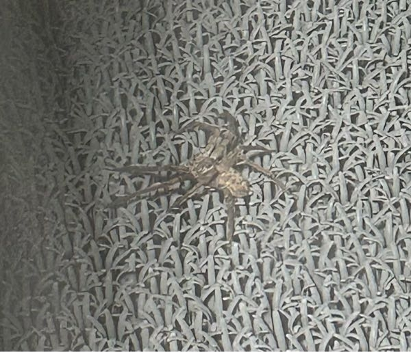 閲覧注意 見にくくてすみません この蜘蛛の種類はなんですか？ 直径7cmぐらいありました
