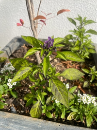 買ってきた南天の木を植えたら、下から生えてきた草に紫の小さな花が