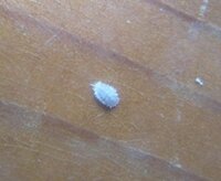 松葉牡丹にとても小さな白い虫が いくつか プランターに松葉 Yahoo 知恵袋