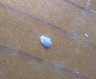 松葉牡丹にとても小さな白い虫が いくつか プランターに松葉 Yahoo 知恵袋