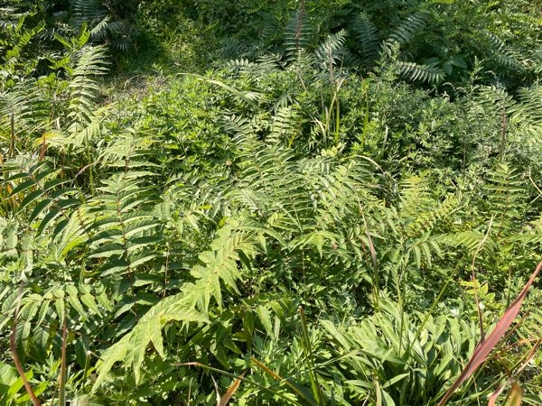画像遠いですが、、、この植物はニワウルシ（シンジュ）でしょうか？
