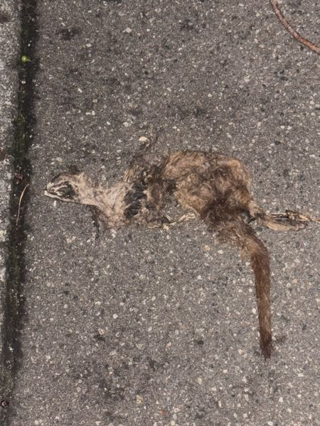 歩道に動物の死骸があったんですけどなんの動物ですか？暗くて見にくくてすみません。30~40cm程で車にひかれたのか潰れていました
