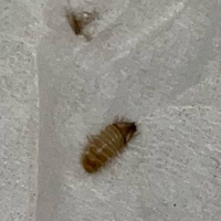 最近家の中でこの虫をよく見かけるようになったのですが、なんでしょうか？体長は小さく、5mmくらいです。 