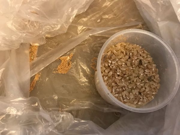 玄米をビニール袋で長期間、保管してて虫が湧いてて袋内で飛び回って 