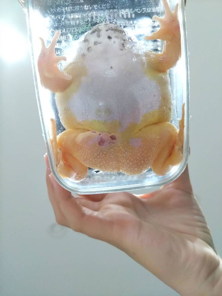 ツノガエルの怪我について質問です。 ウールマットで飼育しているカエルの脚の付け根あたりが皮膚が破けてしまいました。 毎日水替えしているのでレッドレッグではないと思うのですが、赤みがあるようにも見えます。この状態であるとき、どのように治療？管理すればいいですか？ また、治癒した後どのような点に注意して飼育すればよいですか？ ベルツノガエルの雌で1歳です。 怪我が見つかってからは朝晩に0.5％塩水浴(25℃)を20分ほどしています。 できるだけ清潔を保てるように、怪我を発見してからはウールマットを使い捨てで使っています。1日のサイクルは塩水浴(20分)朝→新しいウールマット(水分多め)→塩水浴(20分)夜→新しいウールマット(水分多め)という感じです。 大事な家族なので、治してあげたいです。よろしくお願いします。