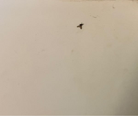 最近、家の中で虫が多数死んでいます。
この虫の名前が分かる方、いませんか？
画像が分かりにくくてすみません。 