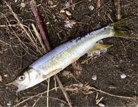 何の魚ですか？
近くの川でスプーンに食いついてきました
大きさは10cmくらいですが、これはなんと言う魚ですか 