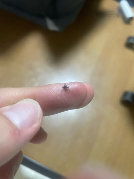 この虫なんですか？？