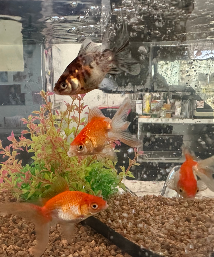 この金魚の種類を教えてほしいです。