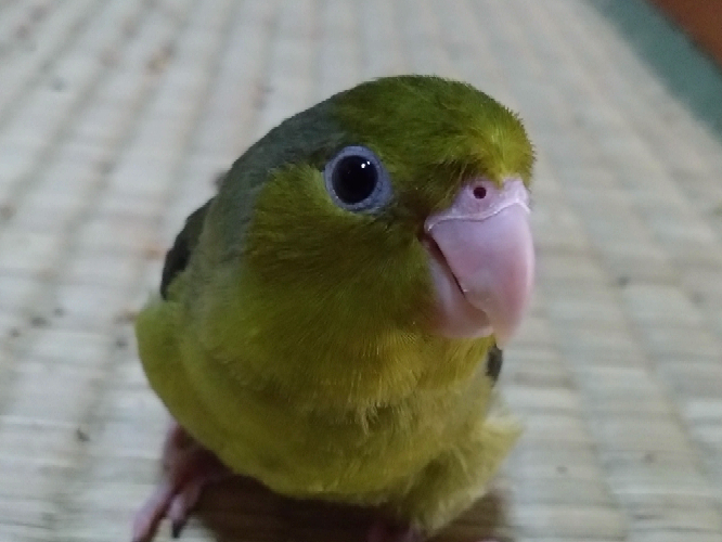 こんにちは。この子が抱っこしてと 要求してきたら抱っこしてあげたい ほうですか？